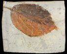 Detailed, Fossil Leaf (Beringiaphyllum) - Montana #71514-1